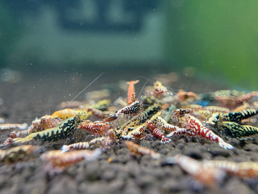 Exploring the Colorful World of Caridina Shrimp