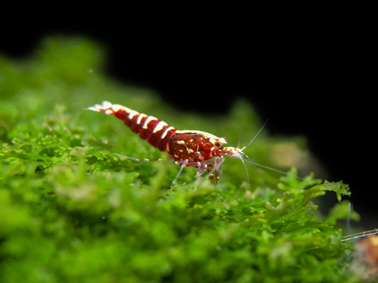 A Historical Perspective on Caridina Shrimp Breeding