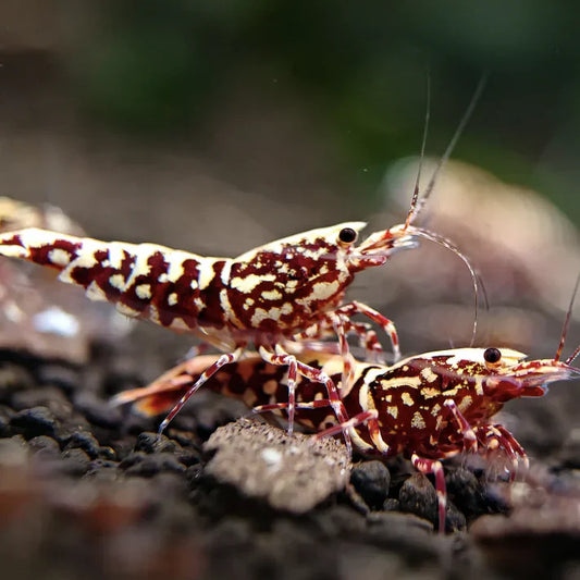 Essential Checklist for New Caridina Shrimp Owners