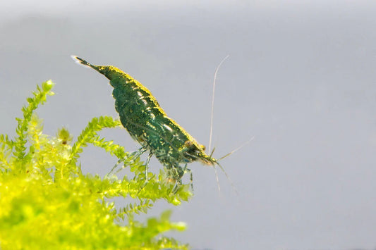 Caridina Shrimp 10 Stunning Varieties to Love