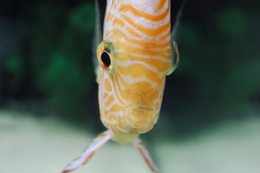 selective focus photography of yellow and white fish