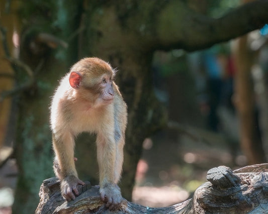 brown monkey on brown tree branch during daytime