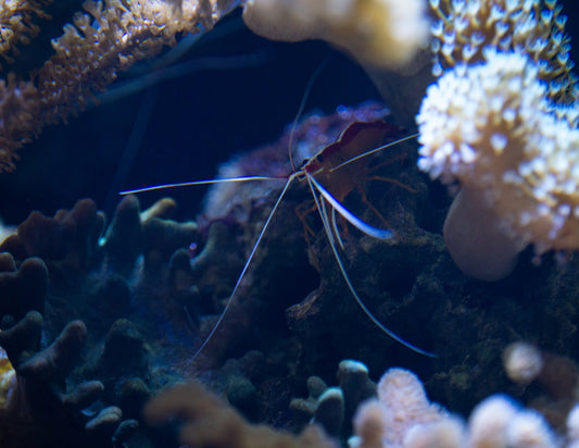 a group of sea animals
