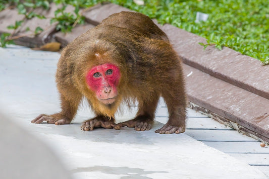 a monkey with a pink face standing on a sidewalk