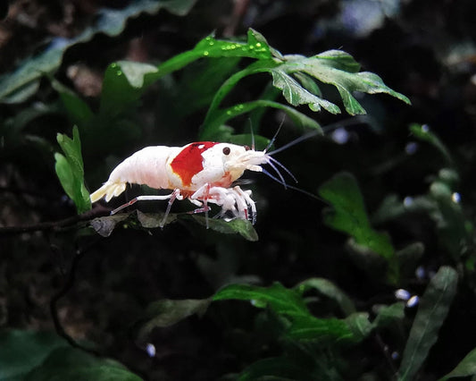 a red and white insect sitting on top of a leaf