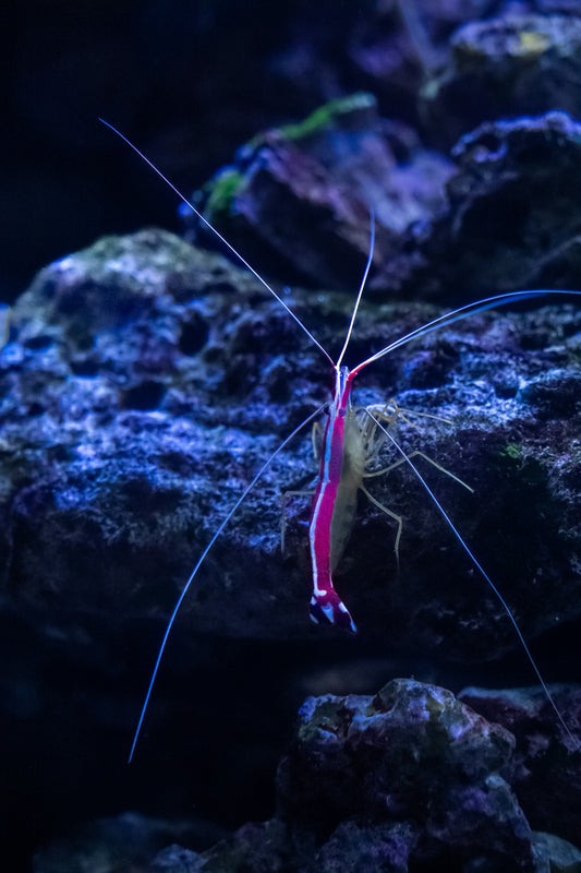 a red and blue shrimp sitting on top of a rock