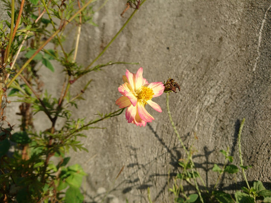 a yellow and pink flower in front of a rock wall