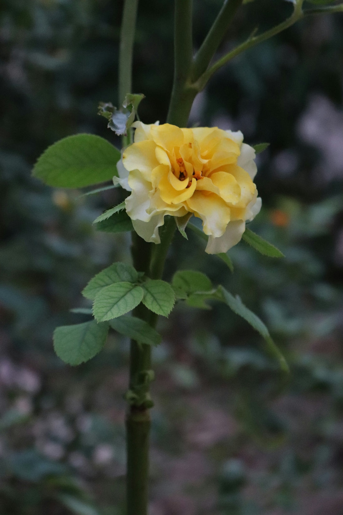 a yellow rose with green leaves on a stem