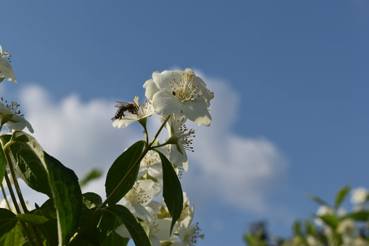 a white flower with a bee on it