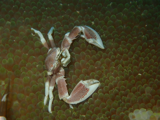 A group of crabs swimming in the water