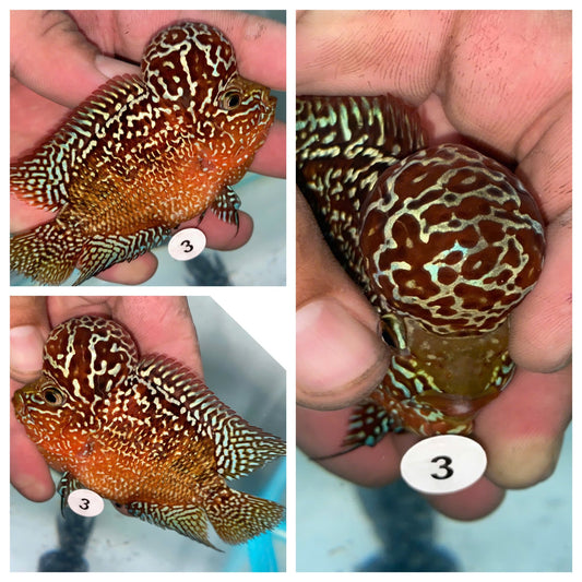 Live Flowerhorn Fish – Exact Fish Shown in Photo H04253