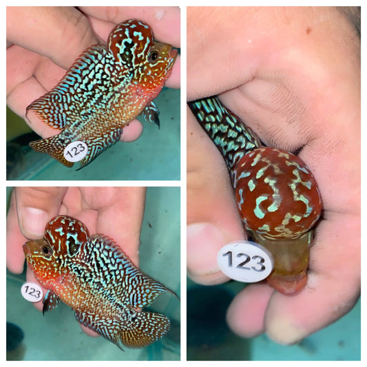 Live Flowerhorn Fish – Exact Fish Shown in Photo H0425123