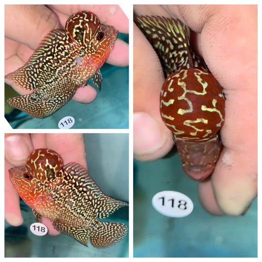 Live Flowerhorn Fish – Exact Fish Shown in Photo H0425118