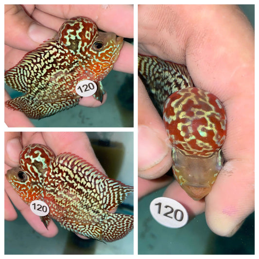 Live Flowerhorn Fish – Exact Fish Shown in Photo H0425120