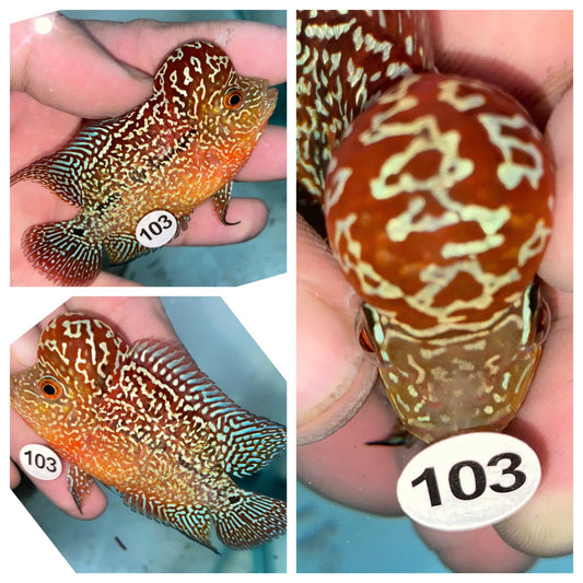 Live Flowerhorn Fish – Exact Fish Shown in Photo H0425103