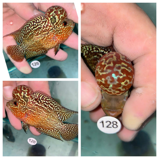 Live Flowerhorn Fish – Exact Fish Shown in Photo H0425128