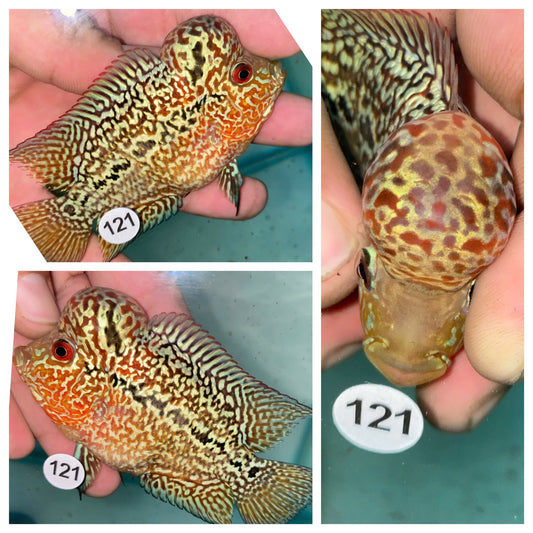 Live Flowerhorn Fish – Exact Fish Shown in Photo H0425121