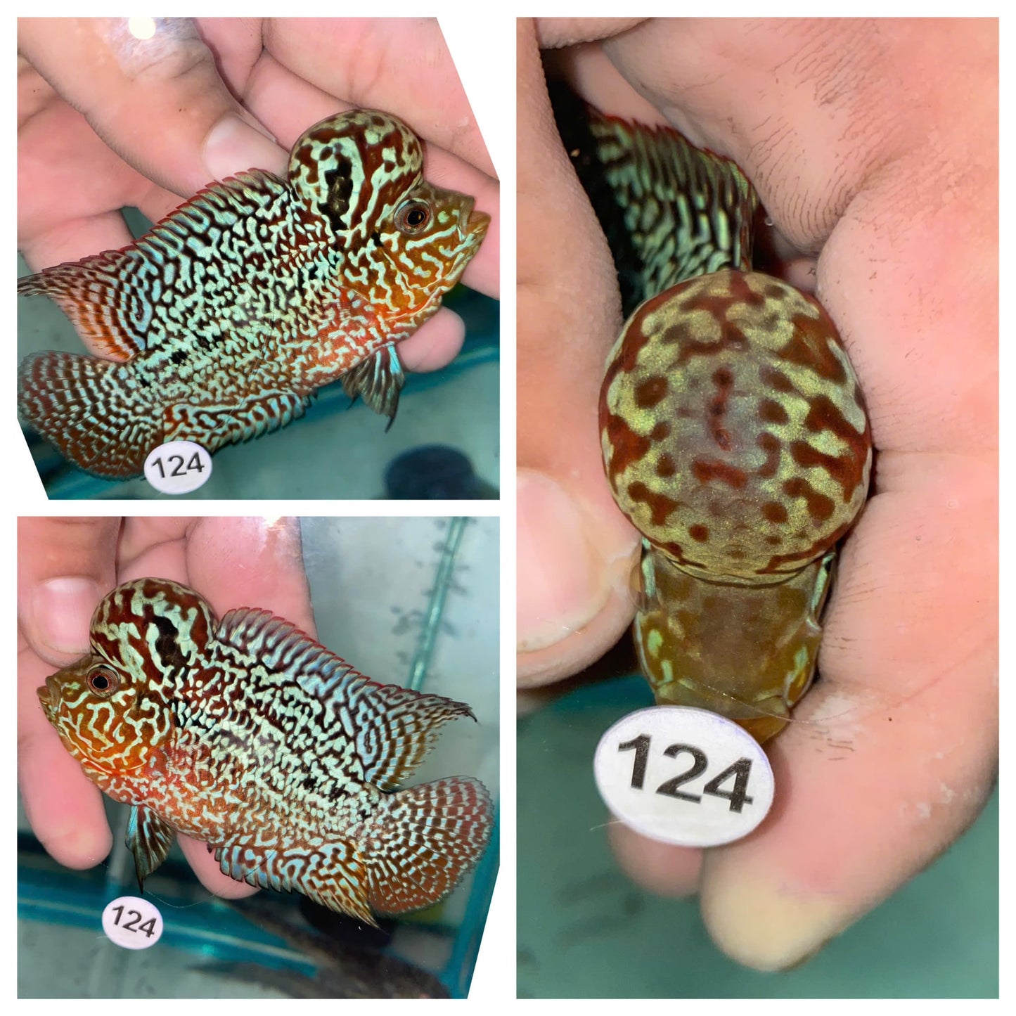 Live Flowerhorn Fish – Exact Fish Shown in Photo H0425124