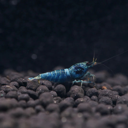 Deep Blue Bolt Shrimp – High-Grade Live Freshwater Shrimp