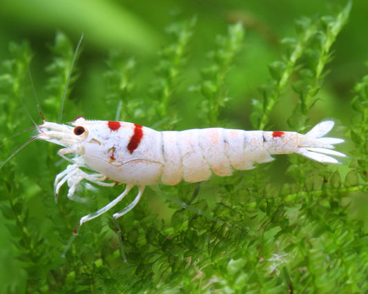 k14 Shrimp – High-Grade Live Freshwater Shrimp