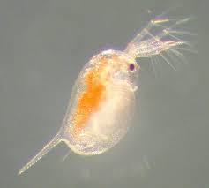 Live Daphnia Culture – 200+ Daphnia to Start Your Own Colony