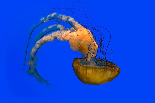 beige jellyfish on blue background