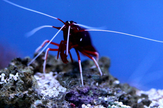 red and white crawling insect on rock