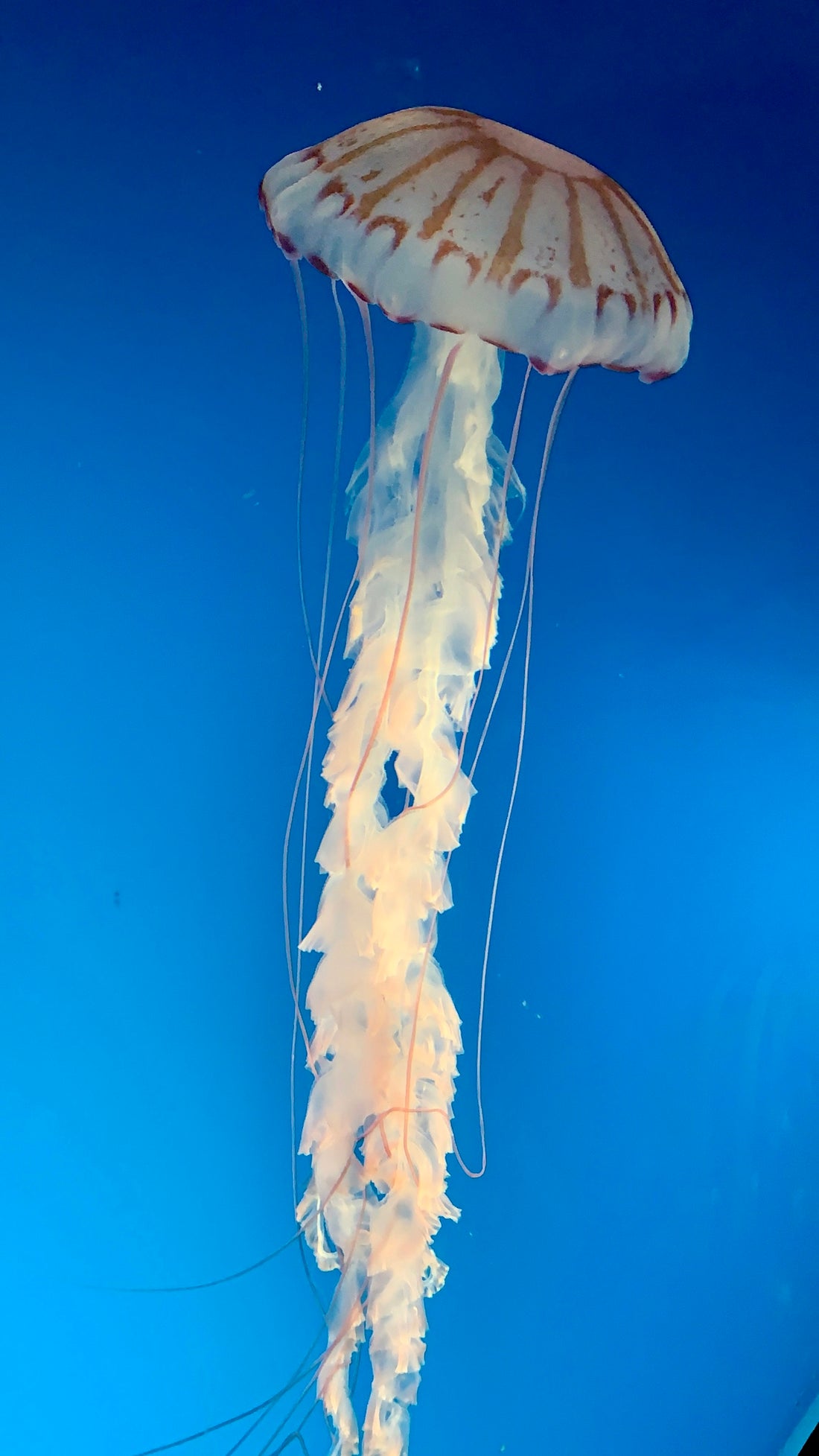 white and pink jellyfish in blue water