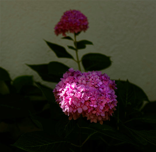 a close up of a flower