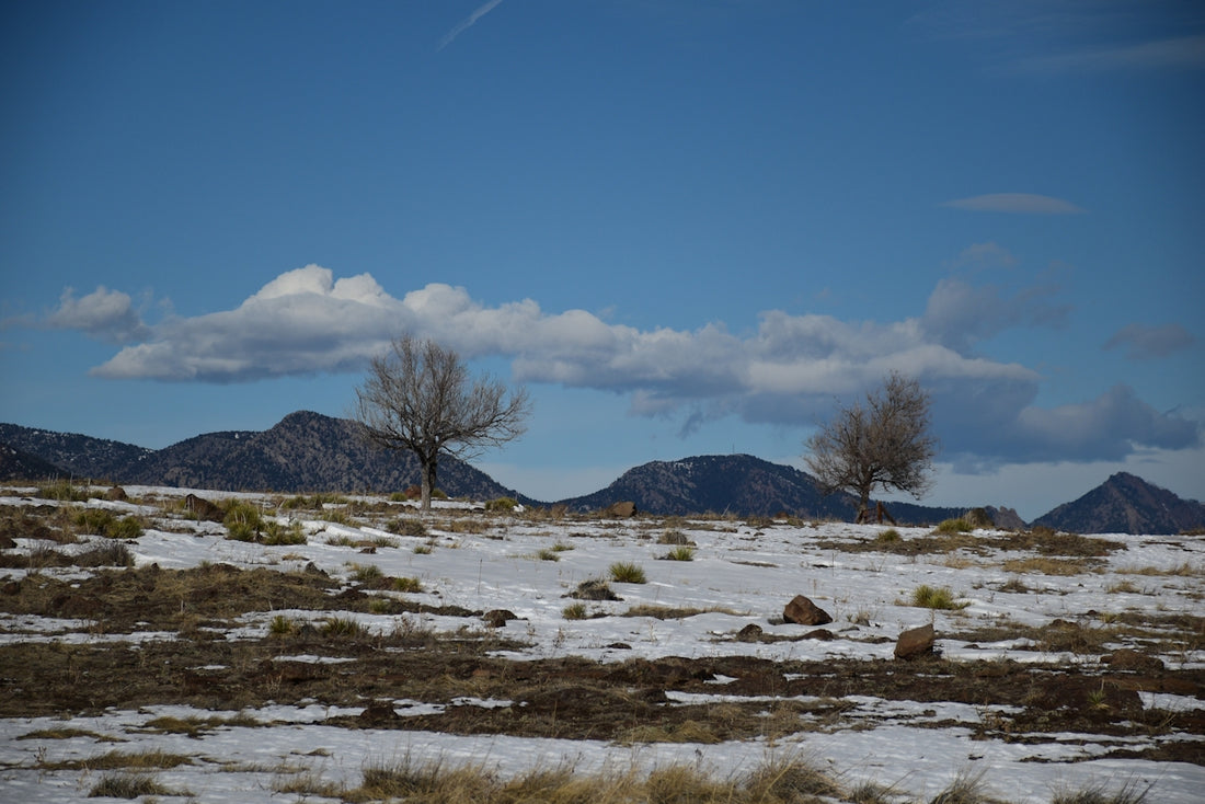 a snowy field with trees and mountains in the background