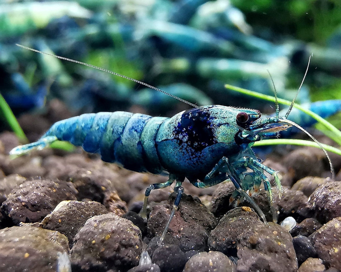 a close up of a blue shrimp on rocks
