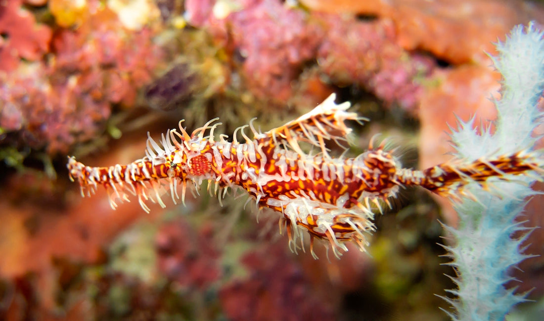 a close up of a sea horse on a coral