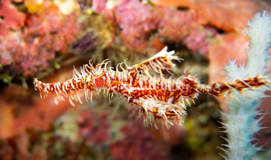 a close up of a sea horse on a coral