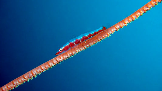 a close up of a red and blue fish on a stick