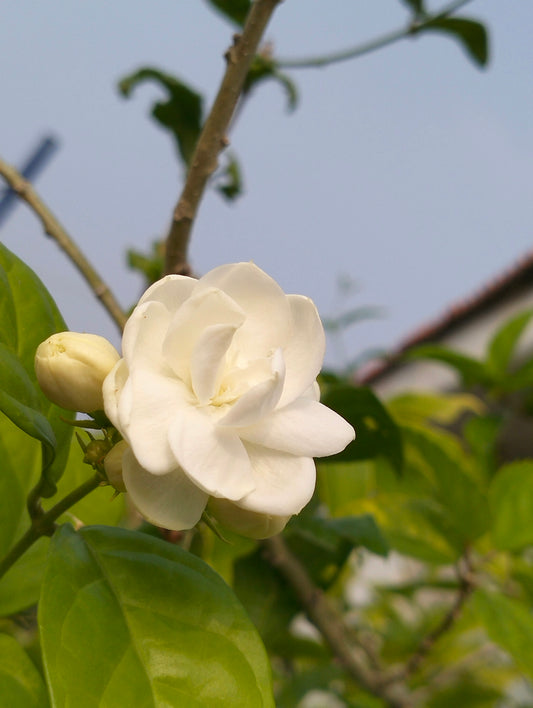 a white flower is blooming on a tree
