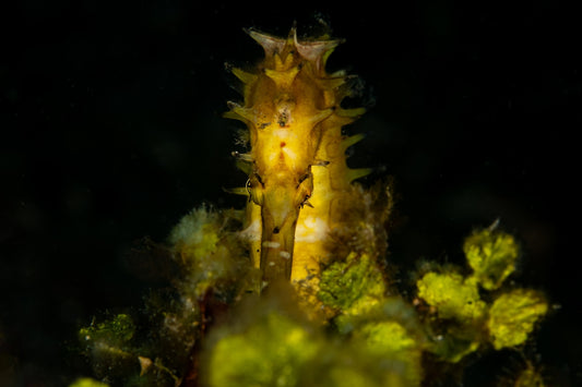 a close up of a plant with a dark background