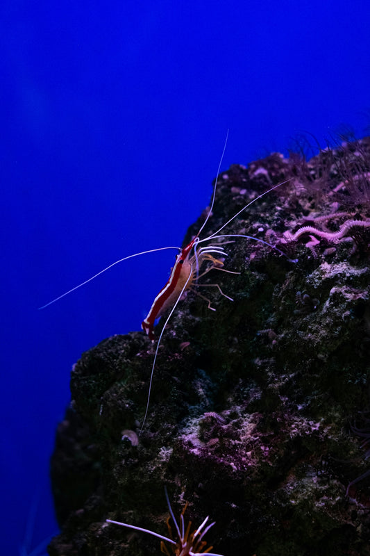 a large shrimp is standing on a rock