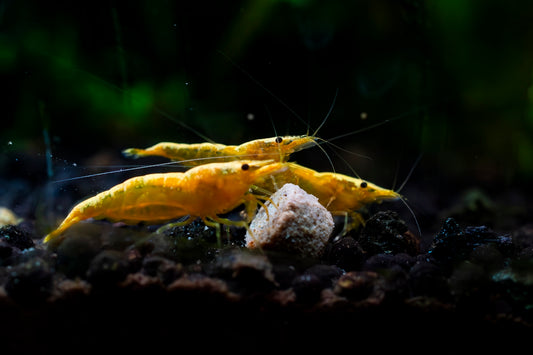 a couple of yellow shrimp are in the water