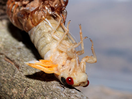 a close up of a bug on a tree branch
