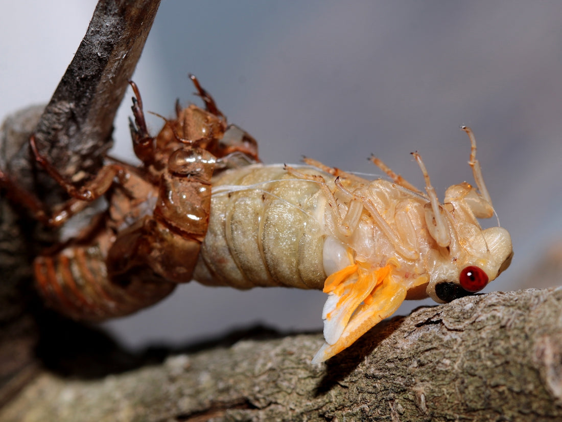 a close up of a bug on a tree branch