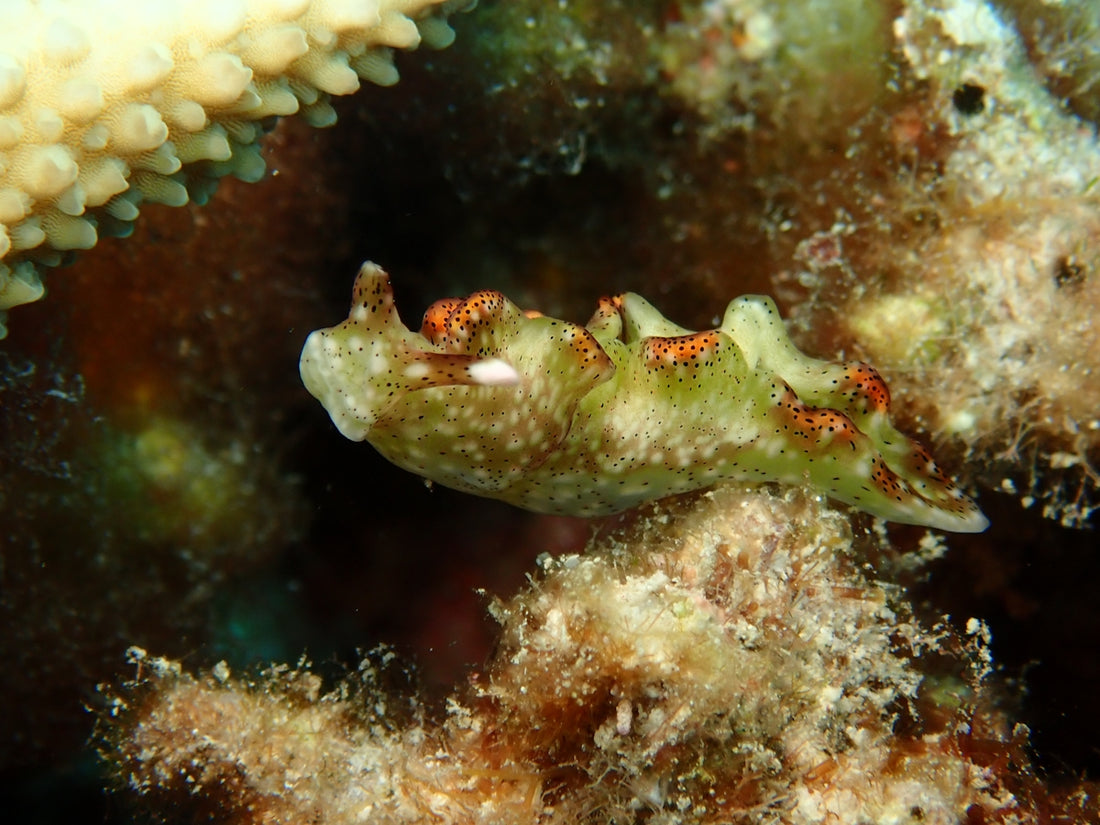 A close up of a small fish on a coral
