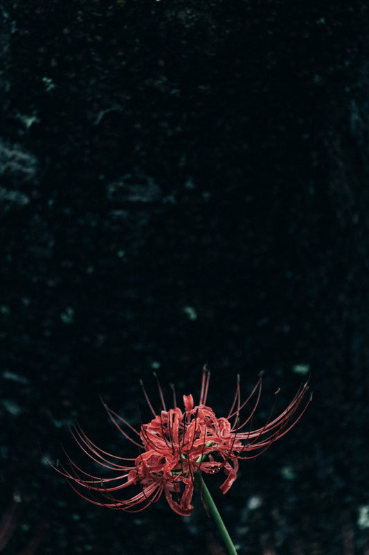 A red flower is in a vase on a table