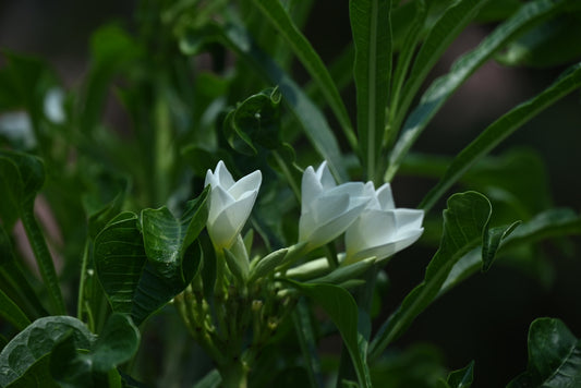 White flowers bloom amidst lush, green foliage.