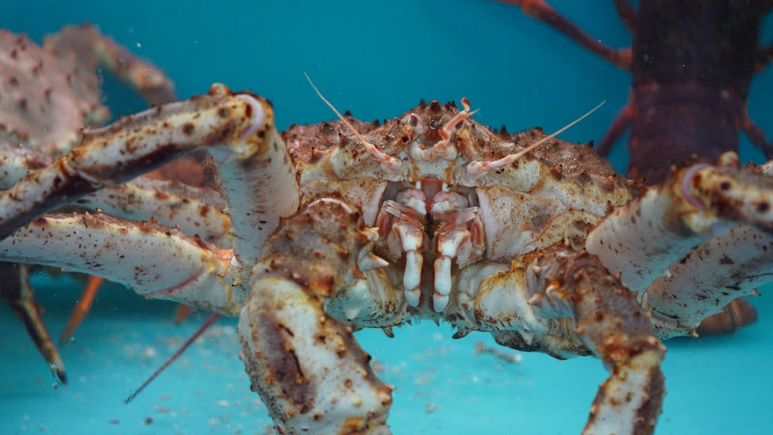 A close-up of a giant crab.