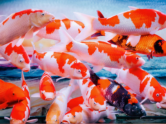 Koi fish swim together in a vibrant collection.