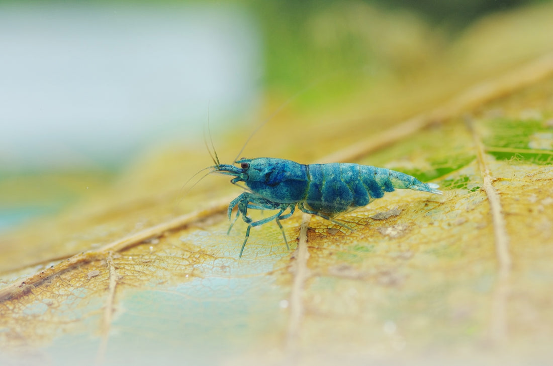 A blue shrimp rests on a dried leaf.