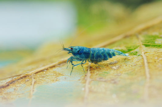 A blue shrimp rests on a dried leaf.