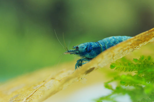 A blue shrimp rests on a leaf.
