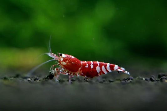 FAQs About Caridina Shrimp for Beginners